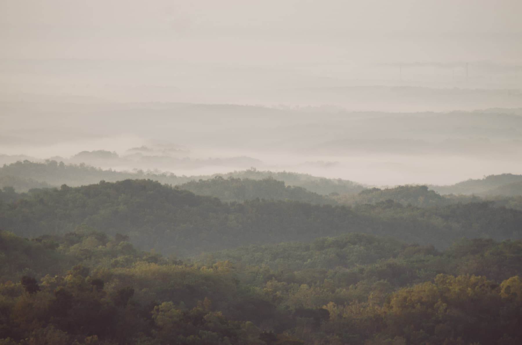Misty forest landscape